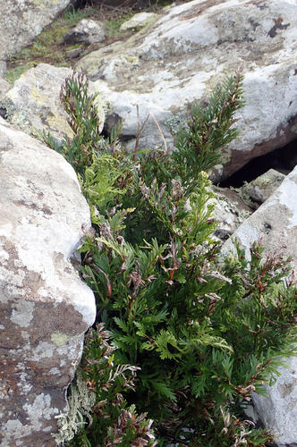Asplenium chathamense (Asplenium chathamense)