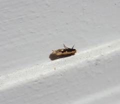 Monopis dorsistrigella