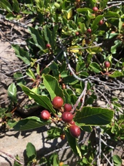 Frangula rubra