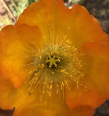 Glaucium flavum