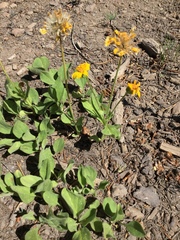 Arnica nevadensis
