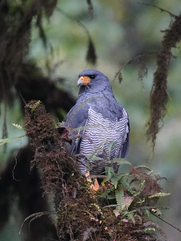 Busardo Azoreño, Morphnarchus princeps