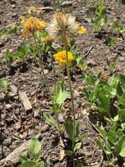 Arnica nevadensis