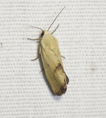 Ponometia tortricina