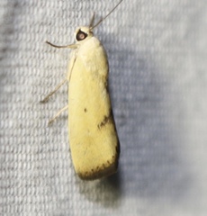 Ponometia tortricina