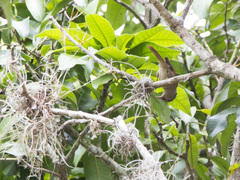 Cranioleuca subcristata
