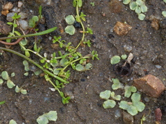 Riccia crystallina