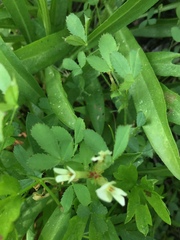 Trifolium monanthum monanthum