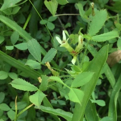 Trifolium monanthum monanthum