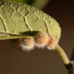 Celticecis pubescens