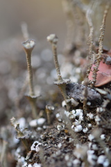 Cladonia concinna