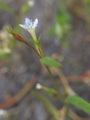 Allophyllum capillare