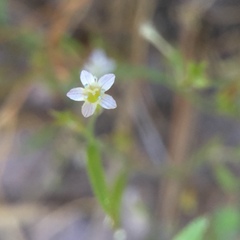 Allophyllum capillare
