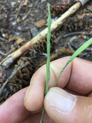 Boechera platysperma