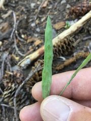 Boechera platysperma