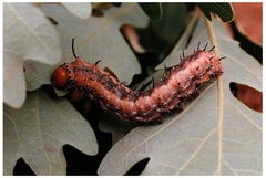 Anisota manitobensis