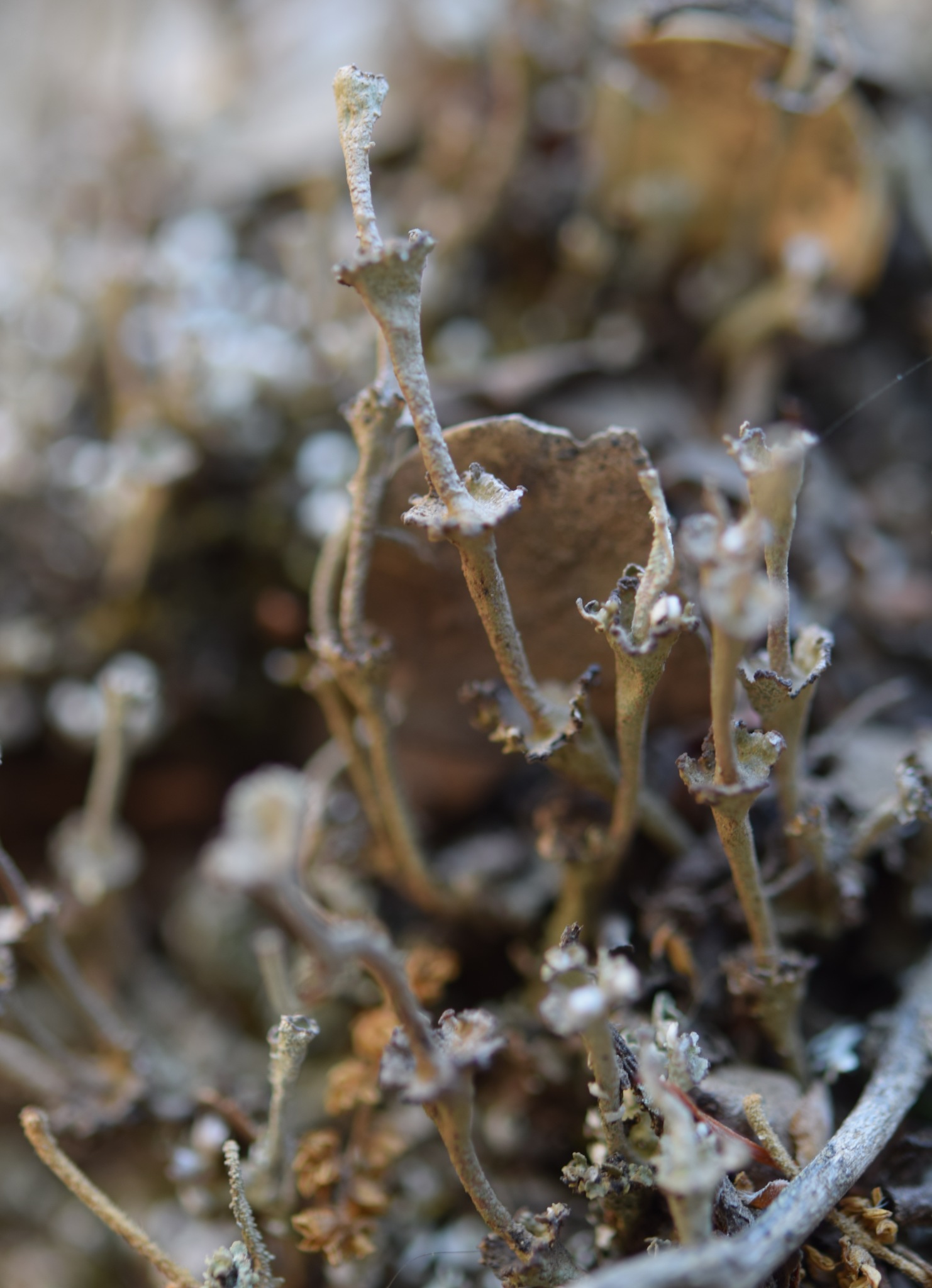 Cladonia concinna image