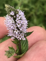 Mentha × piperita
