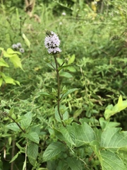 Mentha × piperita