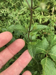Mentha × piperita