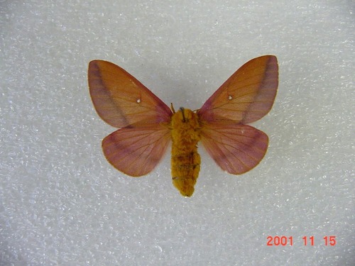 Anisota manitobensis