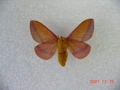 Anisota manitobensis