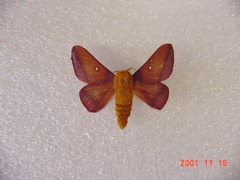 Anisota manitobensis