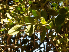 Phoradendron leucarpum tomentosum