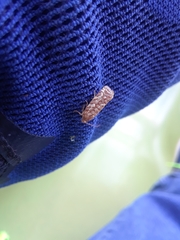 Choristoneura houstonana