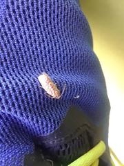 Choristoneura houstonana