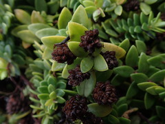 Veronica chathamica