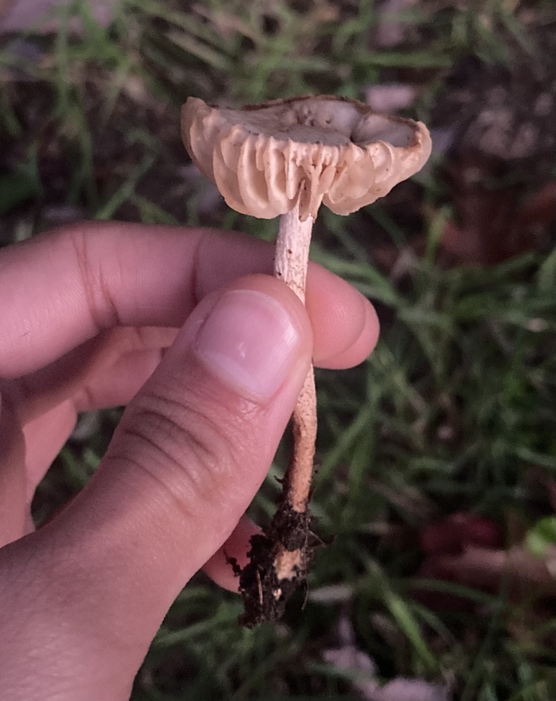 Marasmius oreades · April 2025 · photo: © sam-rajnikant (iNaturalist, cc-by)