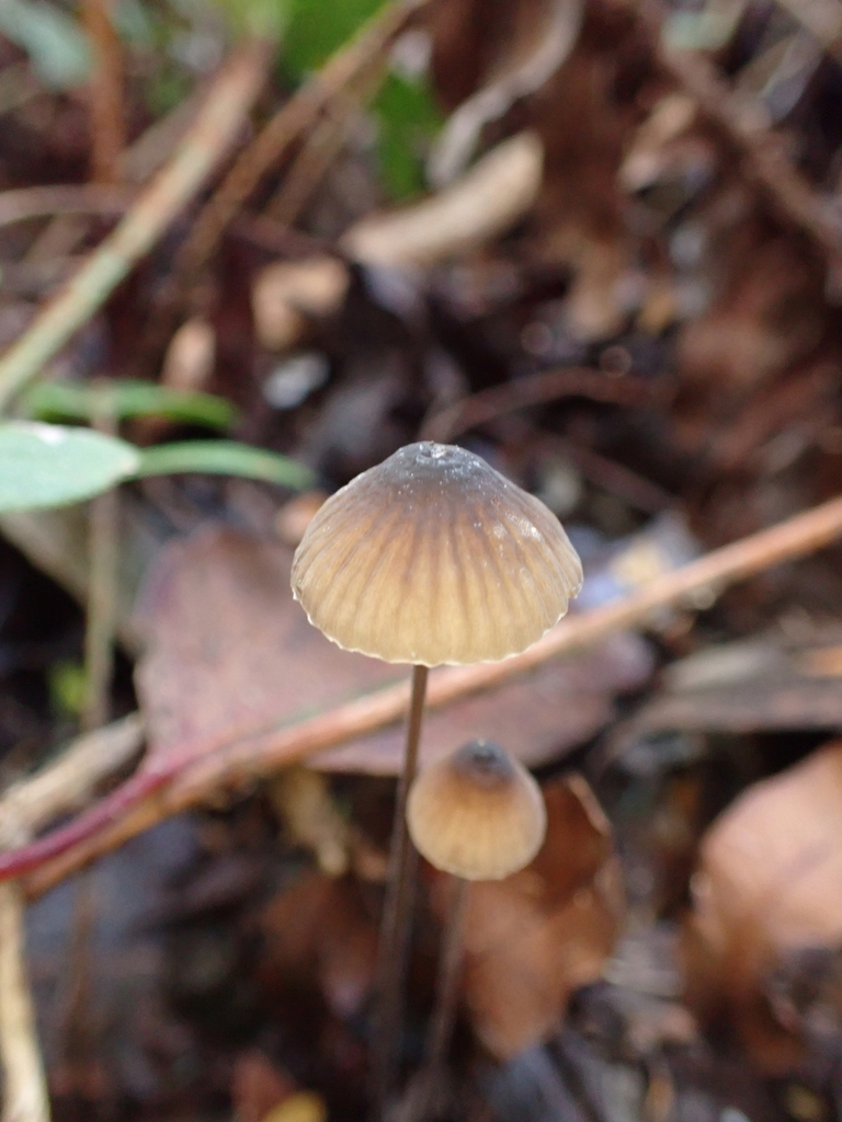 Mycena cystidiosa · April 2025 · photo: © ninakerr01 (iNaturalist, cc-by)