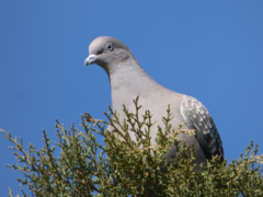 Patagioenas maculosa