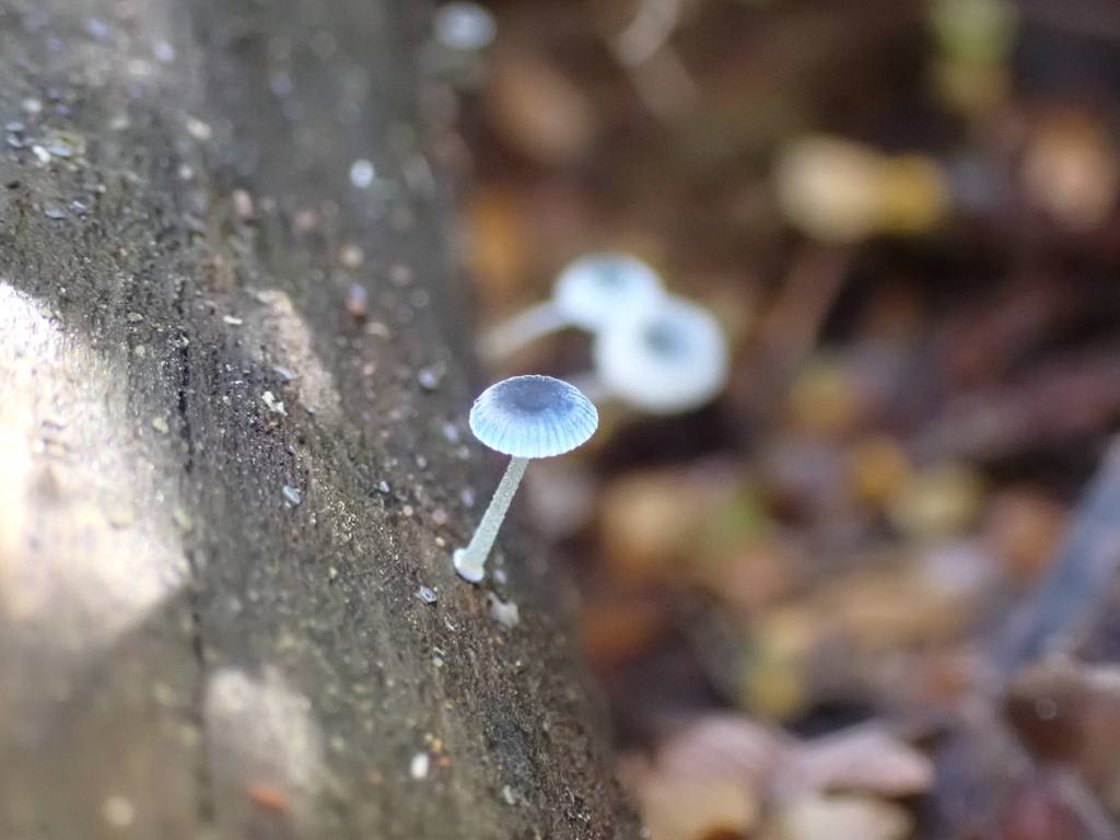 Mycena interrupta · April 2025 · photo: © ninakerr01 (iNaturalist, cc-by)