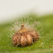 Hackberry Rosette Gall Midge - Photo (c) Victor Engel, some rights reserved (CC BY), uploaded by Victor Engel