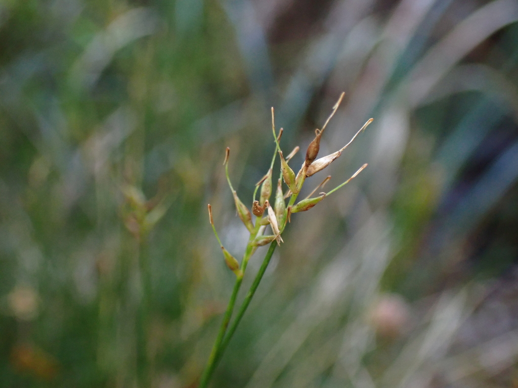 Carex flaccida (Carex flaccida)