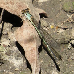 Argia tibialis