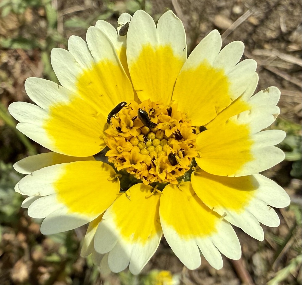 Layia gaillardioides; photograph author not stated, no rights reserved