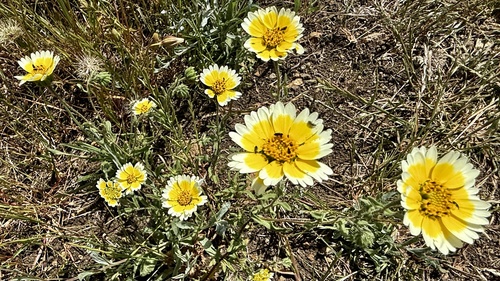 Layia gaillardioides, photograph 3