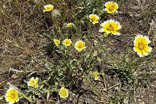 Layia gaillardioides, photograph 4