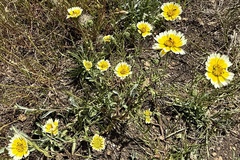 author not stated, no rights reserved Layia gaillardioides, photograph author not stated, no rights reserved