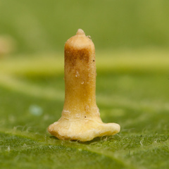 Celticecis aciculata