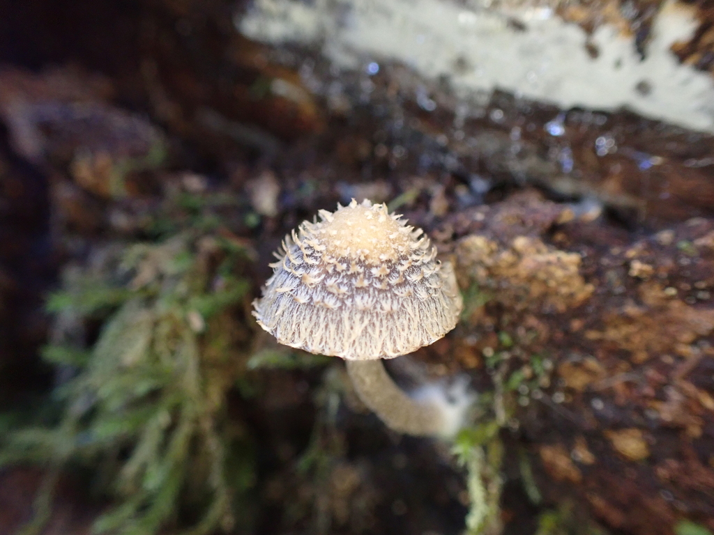 Psathyrella echinata · April 2025 · photo: © ninakerr01 (iNaturalist, cc-by)