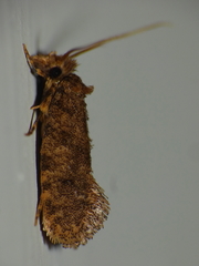 Tineoidea