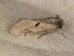 Acrolophus kearfotti