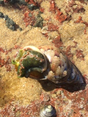 Phasianella australis
