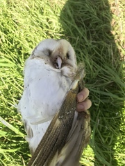 Tyto alba delicatula