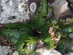 Blechnum durum