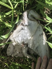 Tyto alba delicatula